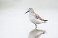 Closeup shot of a Semipalmated Sandpiper bird