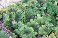 Closeup shot of sempervivum charadzeae, houseleeks or liveforever in a garden Royalty Free Stock Photo