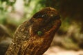 Closeup shot of a serpent snake in the jungle
