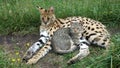 Closeup shot of a Serval cat with F5 Savannah Cat