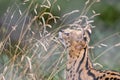 Closeup shot of a Serval playing with meadow grass
