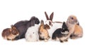 Closeup shot of seven different rabbits isolated on a white background