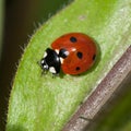 Closeup shot of a seven spot ladybird beetle resting on a green leaf. Royalty Free Stock Photo