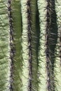 Closeup shot of the sharp spikes of the cactus Royalty Free Stock Photo