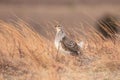 Closeup shot of a sharptail grouse in the sandhills of Nebraska, USA Royalty Free Stock Photo