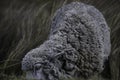 Closeup shot of a sheep eating on the slopes of the Chimborazo volcano, Ecuador Royalty Free Stock Photo