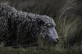 Closeup shot of a sheep eating on the slopes of the Chimborazo volcano, Ecuador Royalty Free Stock Photo