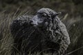 Closeup shot of a sheep eating on the slopes of the Chimborazo volcano, Ecuador Royalty Free Stock Photo