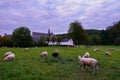 Closeup shot of sheep nearby the Altenberger Dom in Germany