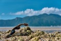Closeup shot of a shell with mountains in the background on a beach Royalty Free Stock Photo