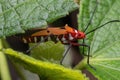 A shield bug standing on green leaf Royalty Free Stock Photo