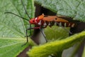 A shield bug standing on green leaf Royalty Free Stock Photo