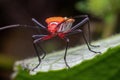 A shield bug standing on green leaf Royalty Free Stock Photo