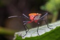 A shield bug standing on green leaf Royalty Free Stock Photo