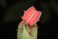 Shield bug standing on a green leaf Royalty Free Stock Photo