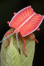 Shield bug standing on a green leaf Royalty Free Stock Photo