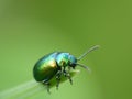 Closeup shot of a shiny green beetle on a leaf tip Royalty Free Stock Photo