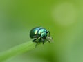 Closeup shot of a shiny green beetle on a leaf tip Royalty Free Stock Photo