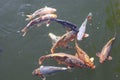 Closeup shot of a shoal of fish