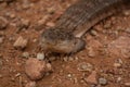 Closeup shot of short-tailed pygmy monitor on the sand