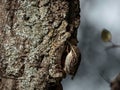 Closeup shot of a short-toed treecreeper bird perched on a tree trunk Royalty Free Stock Photo