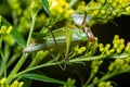 Closeup shot of a short-winged conehead Royalty Free Stock Photo