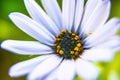 Closeup shot of shrubby daisybush Royalty Free Stock Photo