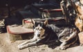 Closeup shot of a Siberian husky with blue eyes resting on the ground near stairs Royalty Free Stock Photo