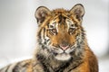 Closeup Shot Of Siberian Tiger Cub Portrait. Panthera Tigris Altaica
