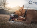 Closeup shot of the side profile of an American Staffordshire Terrier dog on a grass field Royalty Free Stock Photo