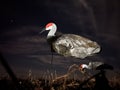 Closeup shot of signs depicting Sandhill cranes in a field against the sky and clouds