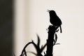 Closeup shot of a silhouette of a hummingbird perched on a tree branch against white background Royalty Free Stock Photo