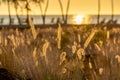 Closeup shot of silhouettes of wild reeds on a field at sunset