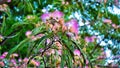 Closeup shot of Silk plants blossoms Royalty Free Stock Photo