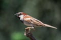 Closeup shot of a sind sparrow perched on a tree branch with blurred background