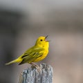 Closeup shot of a singing American yellow warbler (Setophaga petechia) on the blurred background Royalty Free Stock Photo