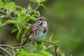 Closeup shot of a singing sparrow in a forest