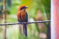 Closeup shot of a single beautiful Broad-billed motmot bird perched on a horizontal metal pole