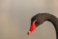 Closeup Shot Of A Black Swan With A Vivid Red Beak Is Pictured Gliding On A Tranquil Body Of Water