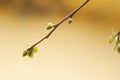 Closeup shot of a single branch of a white sweet line flower in the blurred yellow background.