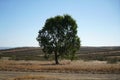 Closeup shot of a single eucalyptus tree in a Portuguese province