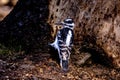 Closeup shot of a single Hairy woodpecker on a tree branch.