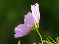 Closeup shot of a single illuminated cosmos flower with a nature background