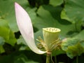 Closeup shot of a single petal of a lotus plant