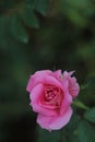 Closeup shot of a single pink rose with a cluster of green leaves surrounding it.