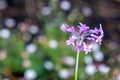 Closeup shot of a single purple Society Garlic flower in the blurred garden background. Royalty Free Stock Photo