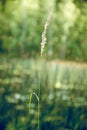 Closeup shot of a single reed canary grass