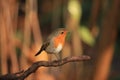 Closeup shot of a single Robin bird sitting on a tree branch in the blurred background.
