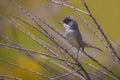 Closeup shot of a single Sardinian warbler bird in its natural habitat Royalty Free Stock Photo