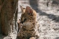 Closeup shot of a single Serval cat on a blurred background